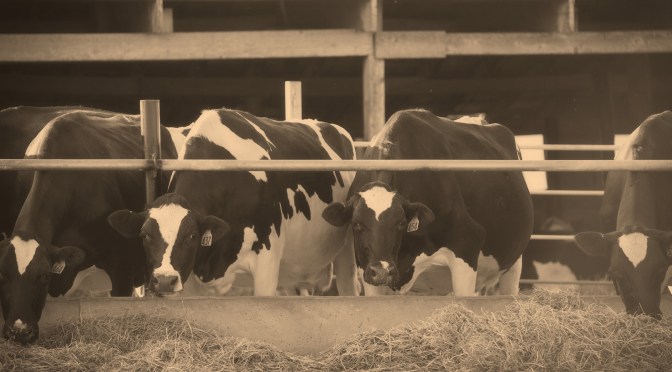 A Case of Mooo-nshine: Tipsy Cows Hit the Mash